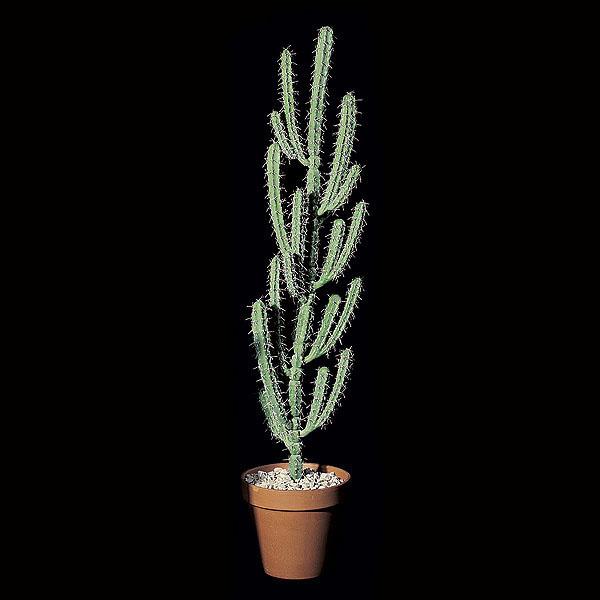 60 inch Artificial Finger Cactus - AGF1025 - Decor An artificial cactus is the perfect plant to decor sku AGF1025