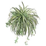 24 inch Artificial Spider Plant: Unpotted