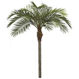 11 foot Coconut Palm: Synthetic Trunk