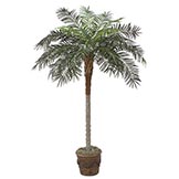 7 foot Phoenix Palm: Synthetic Trunk