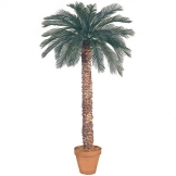 7 foot Artificial Outdoor Cycas Palm with 36 Fronds and Natural Trunk