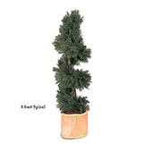 5 foot Artificial Outdoor Juniper Spiral Topiary with Natural Trunk