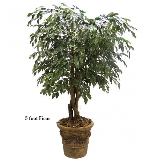 6 foot Outdoor Artificial Ficus Tree with Natural Trunks