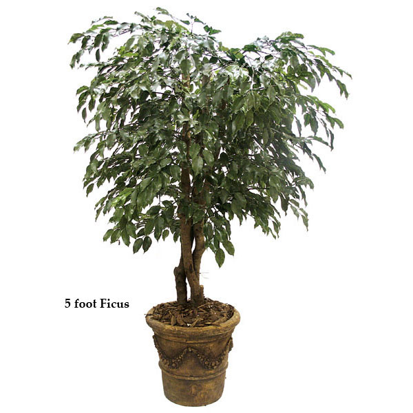 5 Foot Outdoor Artificial Ficus Tree With Natural Trunks