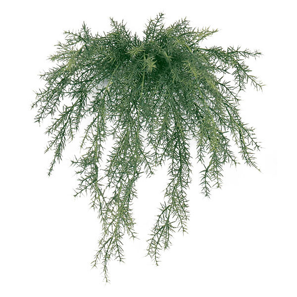 20 inch Outdoor Sprengerii Bush: Unpotted