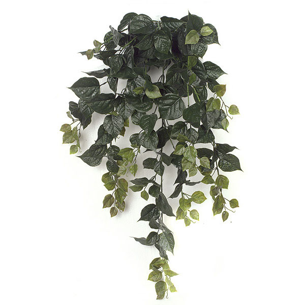 AGF1178 36 inch Outdoor Bougainvillea Bush: Unpotted sku AGF1178