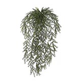 36 inch Outdoor Sprengerii Bush: Unpotted