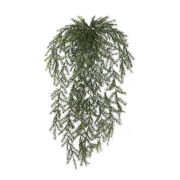 36 inch Outdoor Sprengerii Bush: Unpotted
