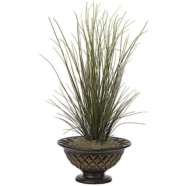 44 inch River Grass Bush: Potted