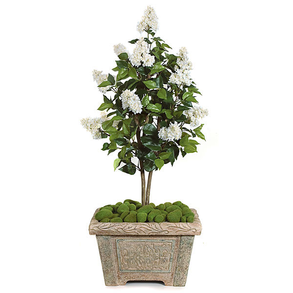 4 foot Cream Lilac Tree: Potted
