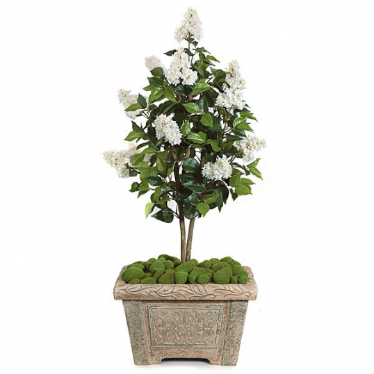 4 foot Cream Lilac Tree: Potted