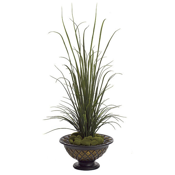 57 inch River Grass Bush: Potted