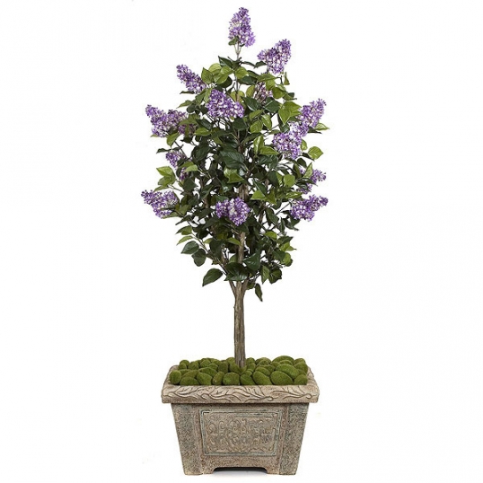 5 foot Purple Lilac Tree: Potted