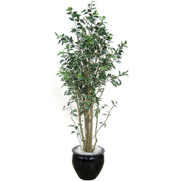 6 foot Deluxe Variegated Hawaiian Ficus: Potted - AGF1194 - Christmas Trees Artificial trees bring a touch of nature indoors t sku AGF1194