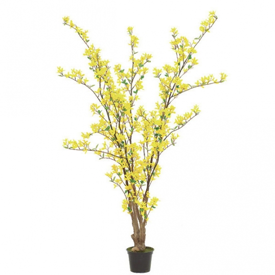 5 foot Forsythia Tree: Potted