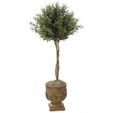 4.5 foot Olive Ball Topiary: Potted