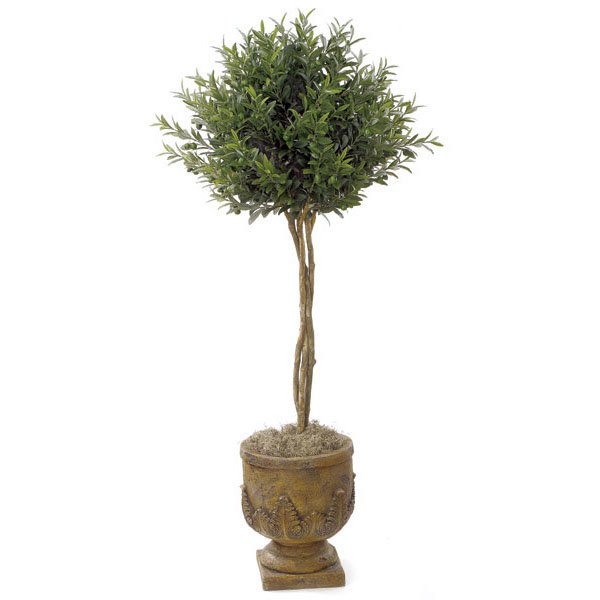 4.5 Foot Olive Ball Topiary: Potted