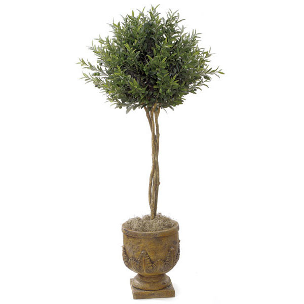 4.5 foot Olive Ball Topiary: Potted