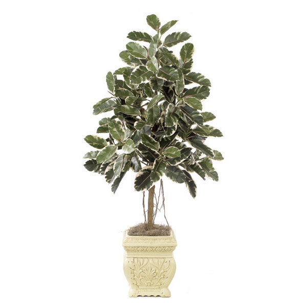 6 foot Green-White Rubber Tree: Potted