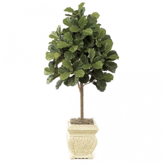 5 Foot Fiddle Leaf Fig Tree Potted W 2320 Slim Logo 5 Foot Fiddle Leaf Fig Tree Potted