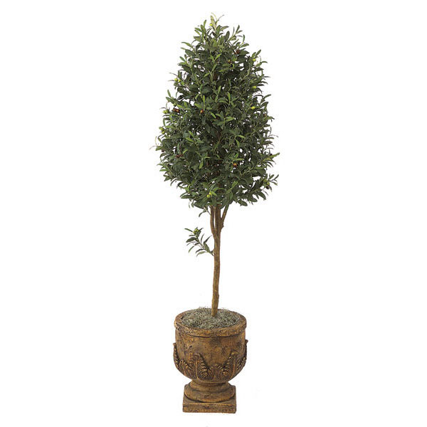 6 Foot Olive Tree: Potted