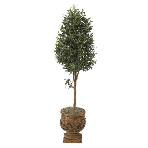 AGF1212 6 foot Olive Tree: Potted sku AGF1212