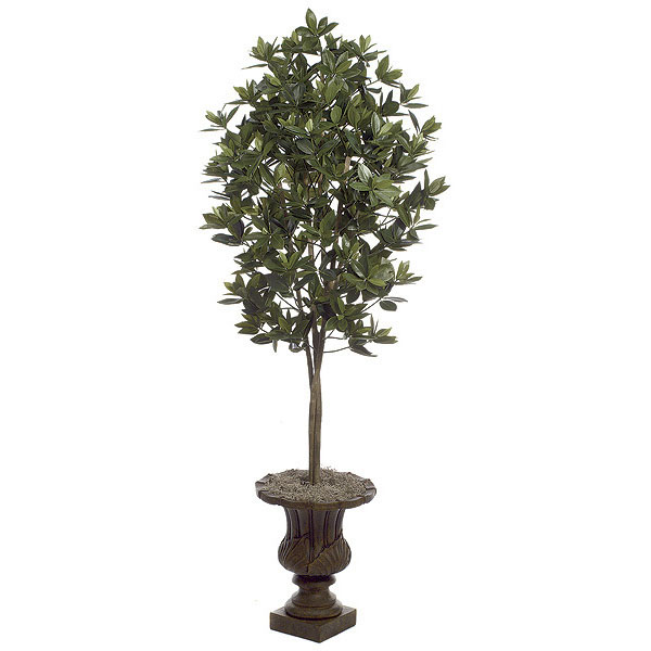 AGF1214 5.5 foot Azalea Leaf Topiary: Potted sku AGF1214
