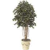 6.5 foot Ficus Tree with Roots: Potted