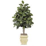 6 foot Rubber Tree: Potted