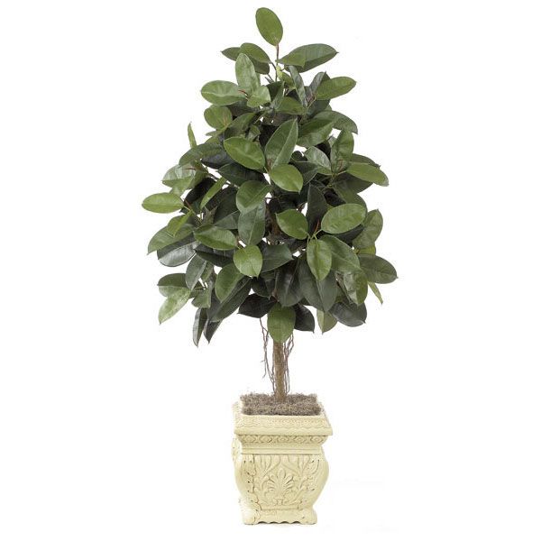 6 foot Rubber Tree: Potted