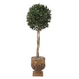 5.5 foot Bay Leaf Ball Topiary: Potted