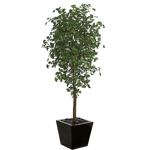 7 foot Ginkgo Tree: Potted
