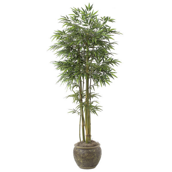 7 Foot Bamboo Tree: Potted