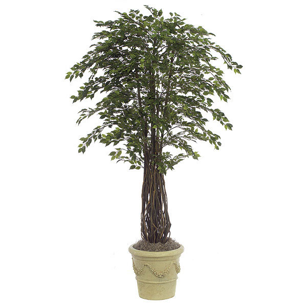 7 foot Mini Ficus: Potted