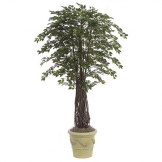 7 foot Mini Ficus: Potted