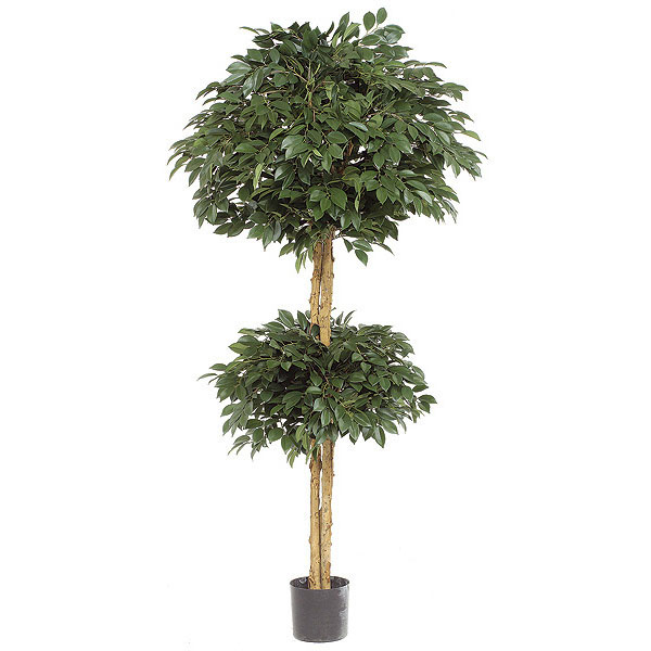 6 foot Sakaki Double Ball Topiary: Potted