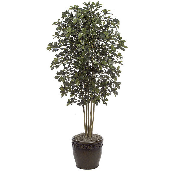 7 Foot Black Olive Tree: Potted