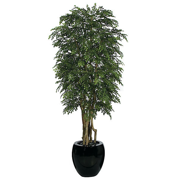 8 foot Orange Jasmine Tree: Potted