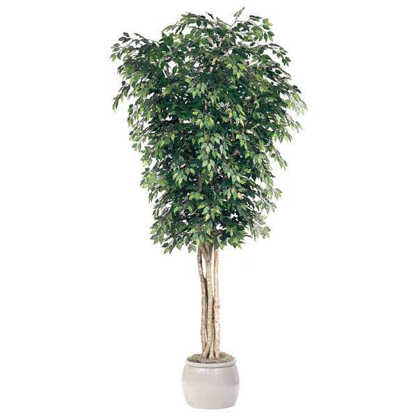 10 foot Artificial Ficus Tree: Potted - AGF1237 - Christmas Trees Artificial trees are a perfect way to bring the ou sku AGF1237