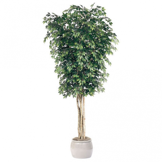 10 foot Artificial Ficus Tree: Potted