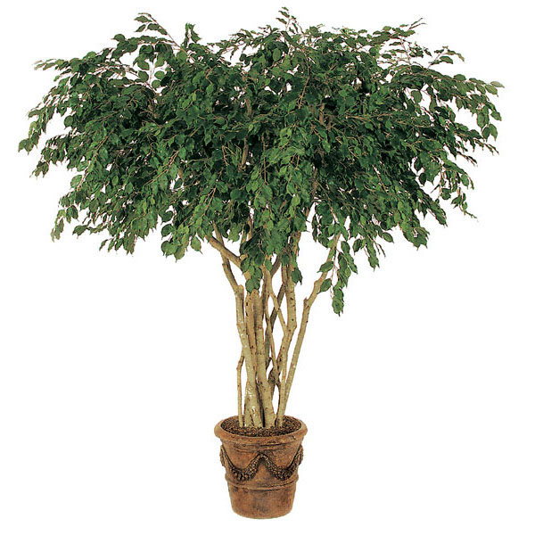 8 Foot Artificial Ficus Tree