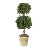 4 foot Outdoor Boxwood Double Ball Topiary: Potted