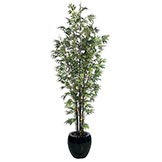 10 foot Bamboo Tree: Potted