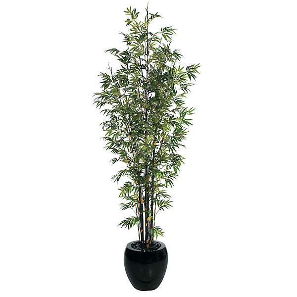 10 foot Bamboo Tree: Potted