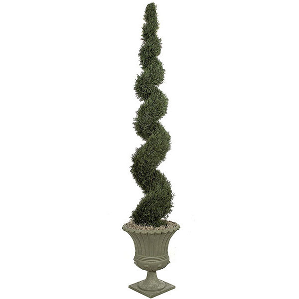 10 foot Cypress Spiral Topiary
