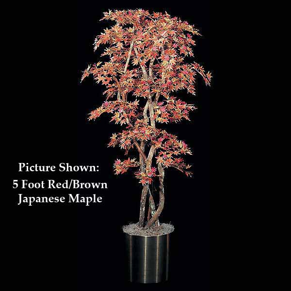 Mini Japanese Maple: Multiple Colors & Sizes