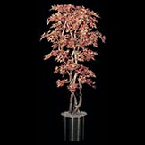 Mini Japanese Maple: Multiple Colors & Sizes