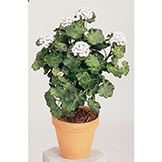 26 inch Artificial Outdoor Geranium Bush: Multiple Colors