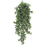 48 inch Sage Ivy Bush: Unpotted