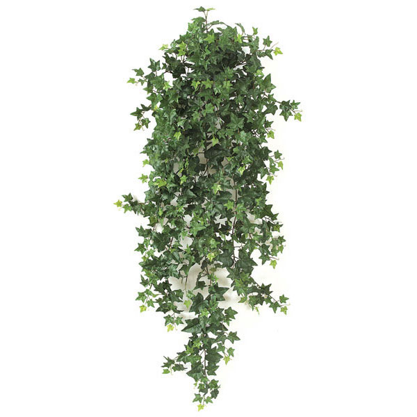 inch Sage Ivy Bush: Unpotted